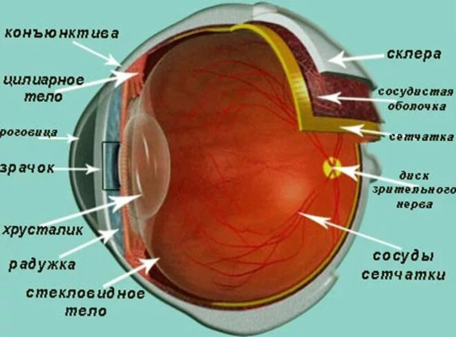 Строение хрусталика глаза анатомия. Катаракта хрусталик строение. Склера роговица хрусталик. Хрусталики глаза строение глаза.