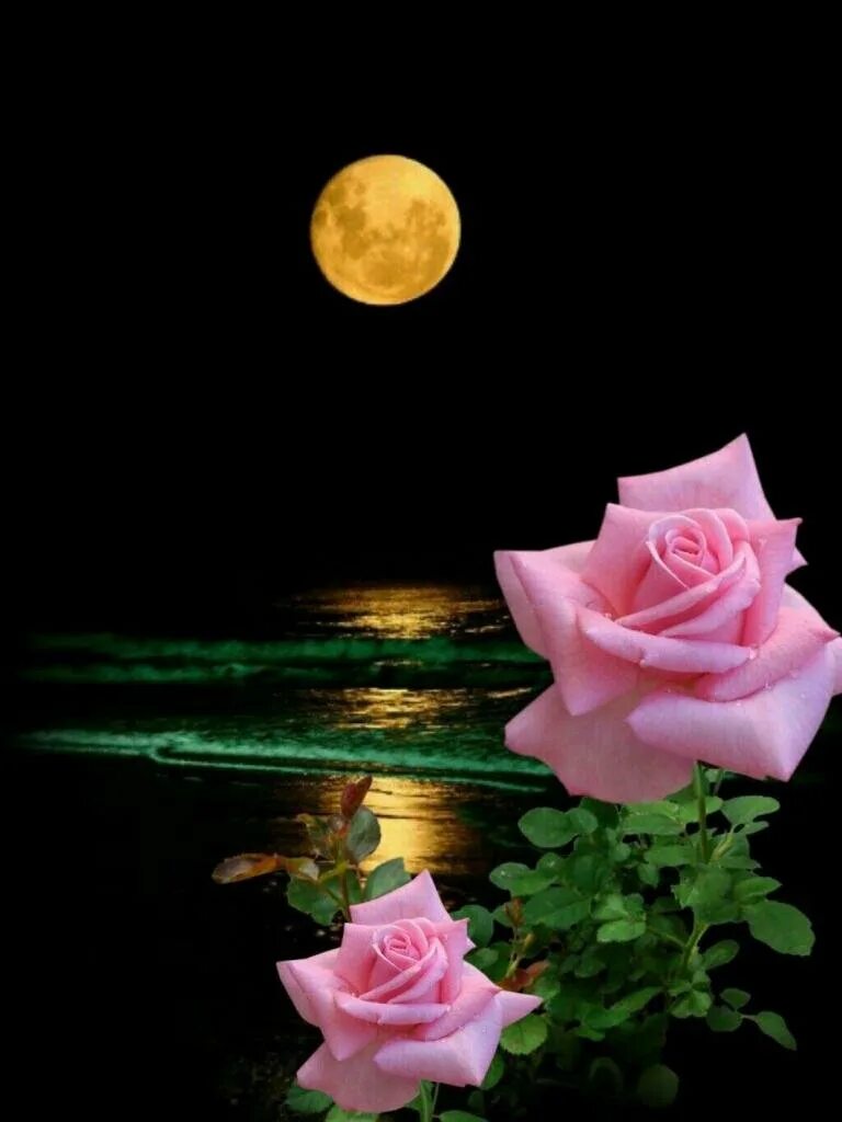 Спокойной ночи цветы. Цветы при Луне. Спокойной ночи цветы в ночи. Спокойной ночи розы.