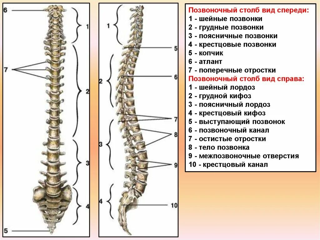 соединение костей туловища тип соединения. позвоночный столб и строение позвонка. тип костей грудного отдела позвоночника. тип костей грудного отдела позвоночника. соединение костей неподвижные полуподвижные суставы.