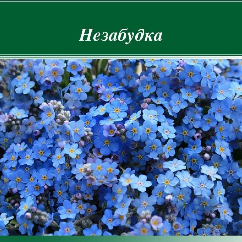 Текст песни незабудка. Девочка с незабудками. Тима белорусских незабудка обложка. Текст песни незабудка. Красивые девушки с незабудками.