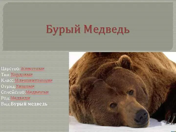 Почему медведи занесены в красную книгу. Медведь красная книга. Бурый медведь красная книга. Бурый медведь красная книга России. Бурый медведь из красной книги.