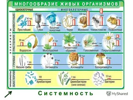 Какая тема по биологии