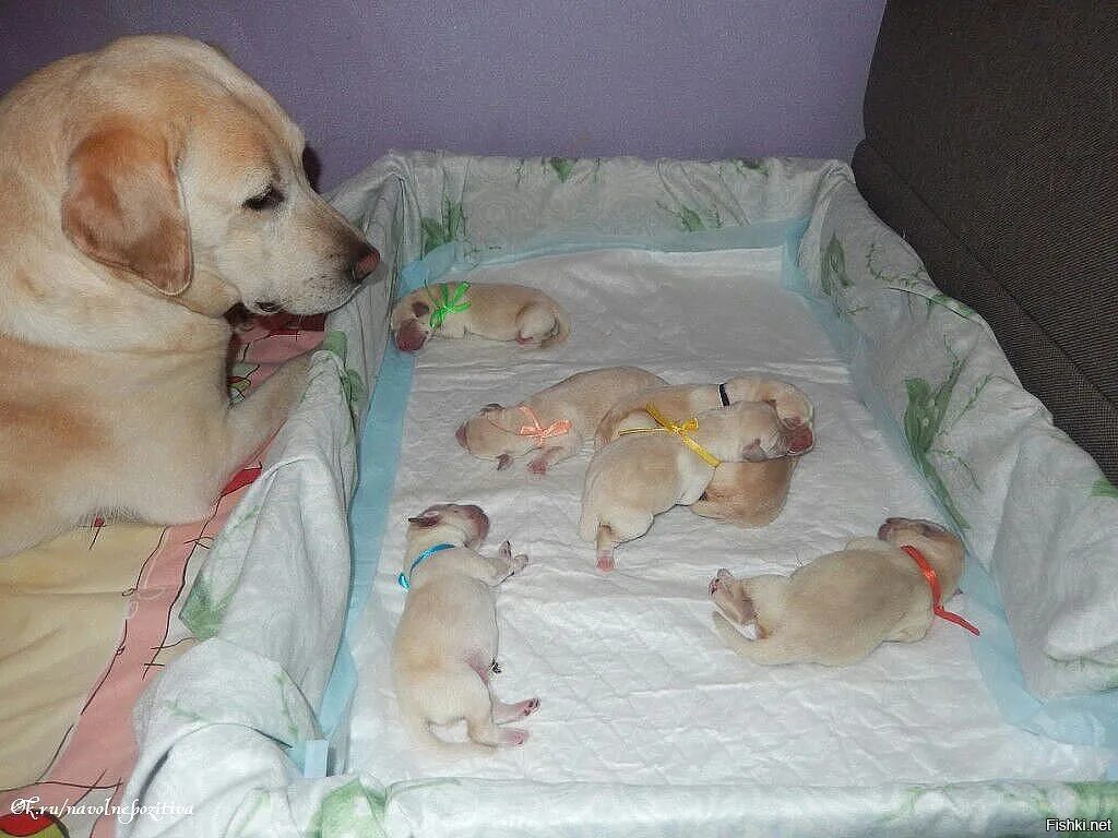 Что делать с месячным щенком. Новорожденные щенки лабрадора. Новорожденный щенок. Новорожденный щенок лабрадора. Фотосессия новорождённых щенков.