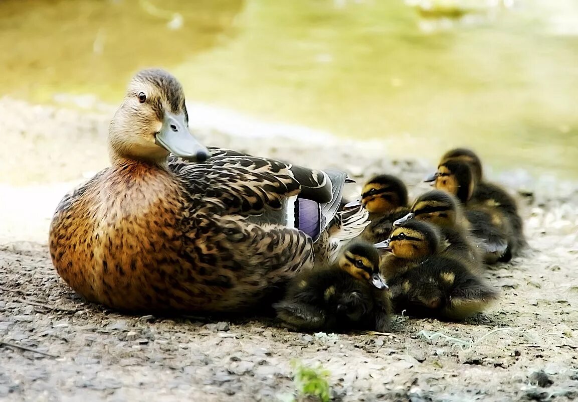 утки на лугах. утка луговая. утята дикой утки кряквы. уфимские утки. ходят утки по двору.