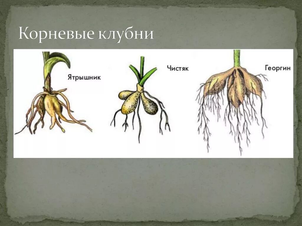 Растения с видоизмененными корнями