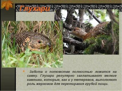 Какие птицы заботятся о своем потомстве