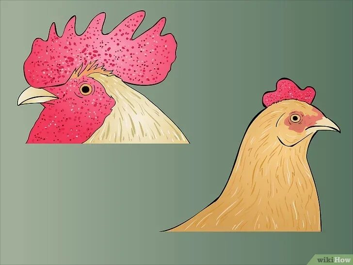 Как определить петух или курица. Отличить курицу от петуха. отличие петуха от курицы. отличие петухов от кур. как отличить петуха от курицы.