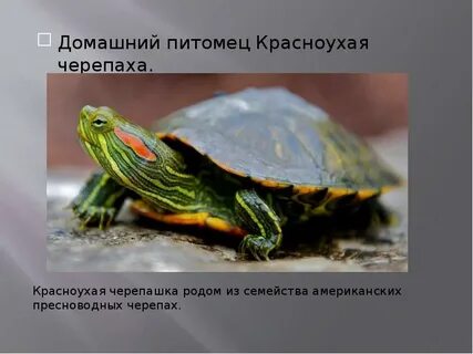 Проект черепах