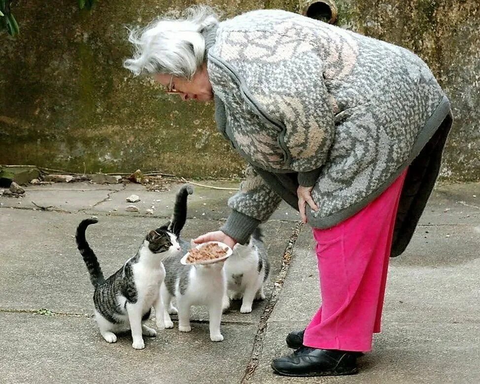 Женщина кормит кошек. Бабушка кормит кошек. Бабушка с кошкой. Кормление бездомных кошек. Старушка с кошкой.
