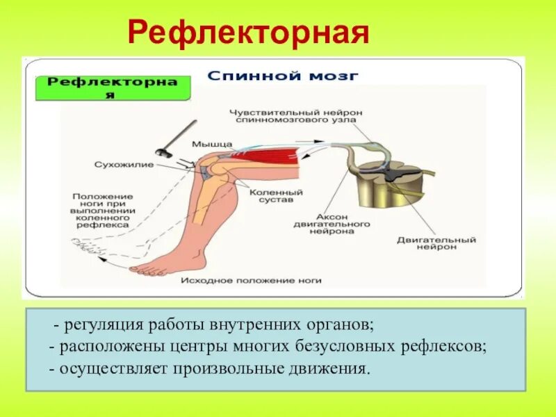 Рефлексы мышц. Функции спинного мозга рефлекторная функция. Рефоекторная фуекция спинноно мозга. Рефлексы человека биология 8 класс. Рефлекторная функция спинного мозга человека.