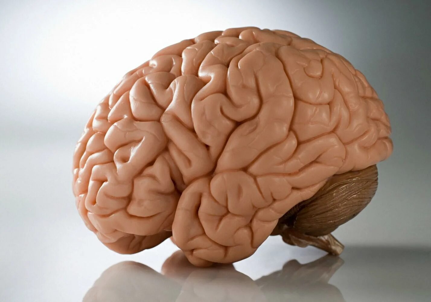 Едят ли мозг человека. Изображение мозга человека.