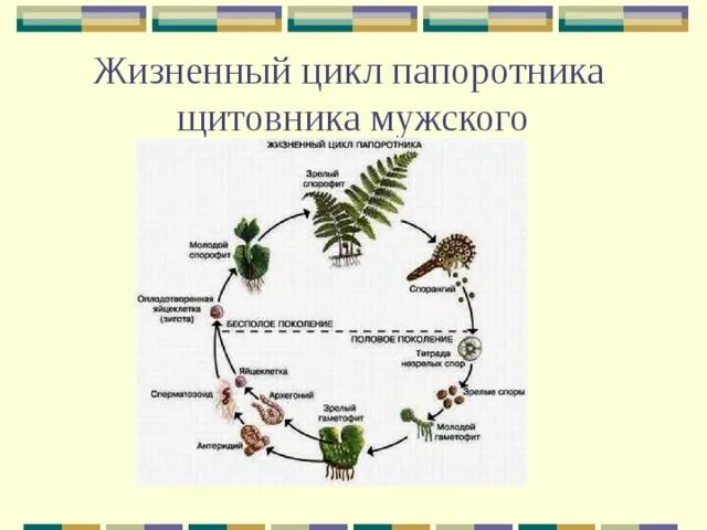 Жизненный процесс папоротника