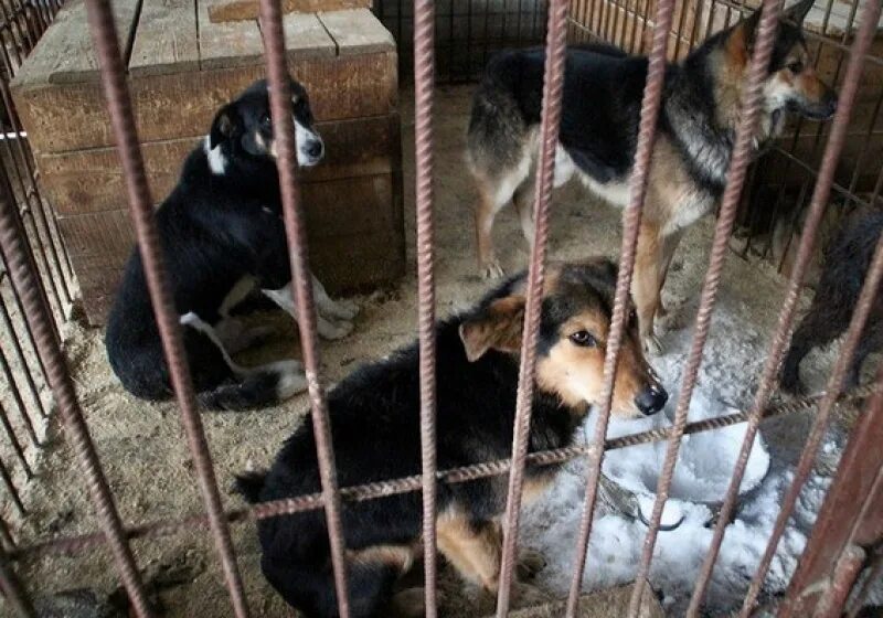 Приют для собак в омске. Приют для собак дом малышей. Квартиры с животными омск. Приют для животных. Муниципальный приют для животных омск.