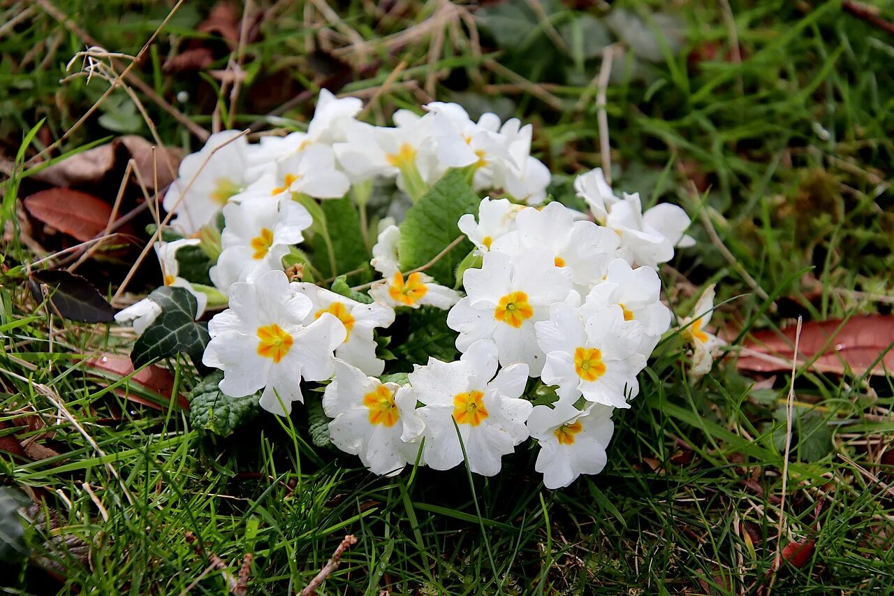 Первоцвет весенний галантус. Первоцвет ветреница дубравная. Подснежники ветренница. Крокус сноубантинг. Весенние первоцветы белые.