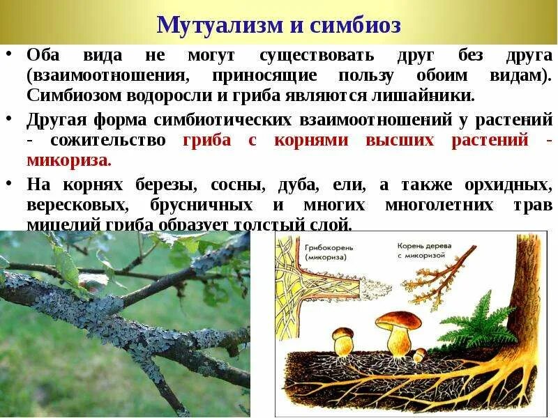 Примеры симбиоза у растений. Симбиоз грибницы с корнем дерева. Симбиоз грибов и деревьев. Симбиоз гриба и растения. Симбиоз грибов с корнями деревьев.