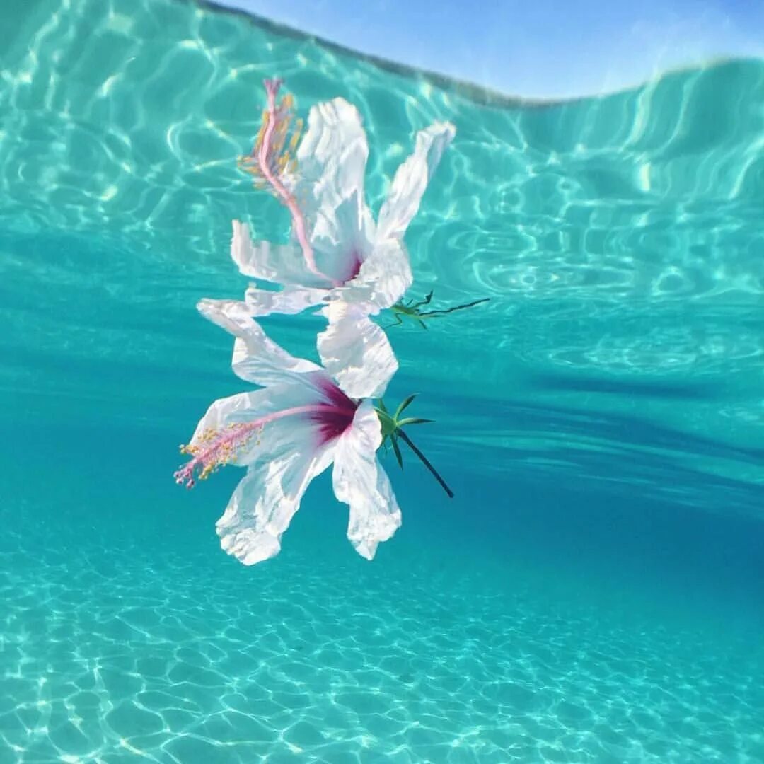 Бирюзовые цветы. Бирюзовая природа. Бирюзовый цвет. Красивый цветочек в воде. Как будет ласково вода