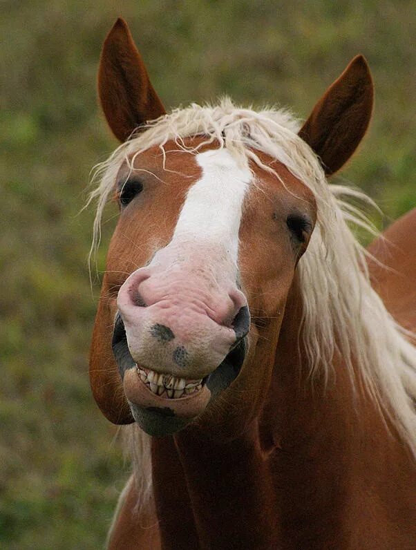 улыбка лошади. лошадь смеется. лошадь улыбается. лошадь улыбается. флемен у лошадей.