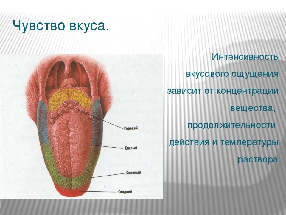 Какие вкусовые ощущения воспринимает человек. Вкусовые ощущения человека. Строение языка вкусовые. Органы чувств язык вкус.