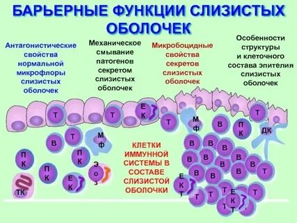 Барьерная функция кожи и слизистых оболочек