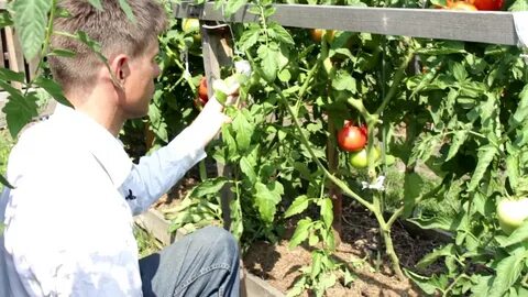 15 килограммов помидоров