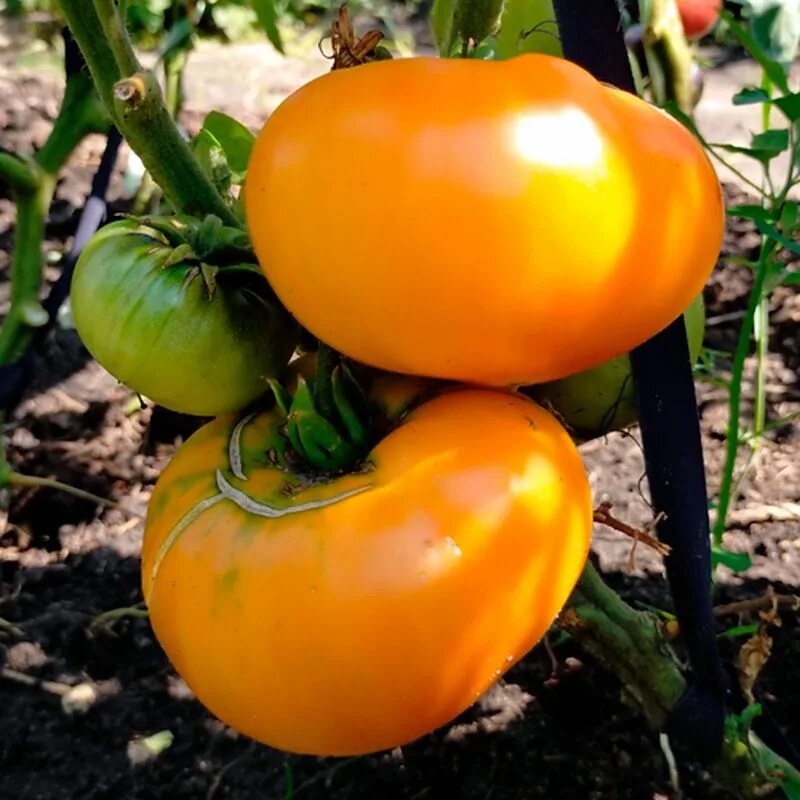 Томат гигантисика. Томат дороти. Томат гигант фариана. Гигант дель рей томат. Гигант иерусалима томат отзывы.