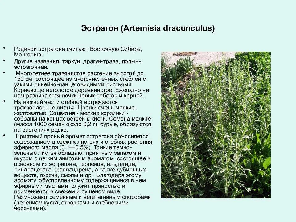 Эстрагон (Полынь эстрагонная, Тархун). Эстрагон (Artemisia dracunculus). Эстрагон Драгун-трава. Полынь эстрагонная (эстрагон)/ Artemisia dracunculus. У полыни запах легок и прян