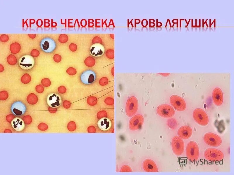 Зарисуйте эритроцит. Препарат крови лягушки лейкоциты. эритроциты крови человека рисунок. форменные элементы крови лягушки. лейкоциты лягушки строение.