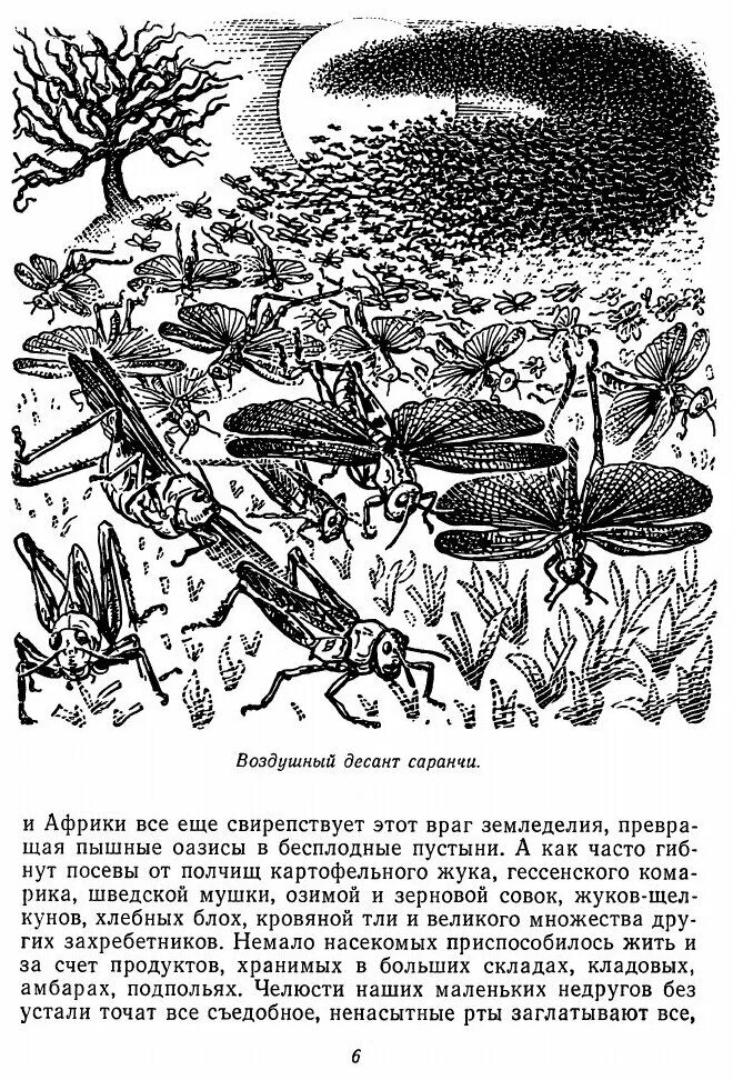 На рисунке изображена саранча в разный период. Саранча. нашествие саранчи гравюра. стая саранчи. саранча апокалипсис гравюра.