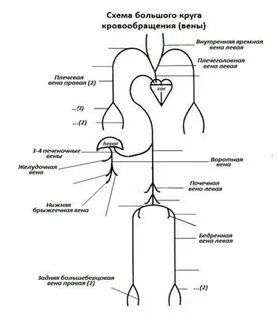 Группа сосудов 1