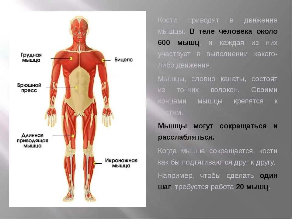 Мышцы человека информация. Части мышц человека. Мышцы человека 3 класс. Мышцы на теле человека.