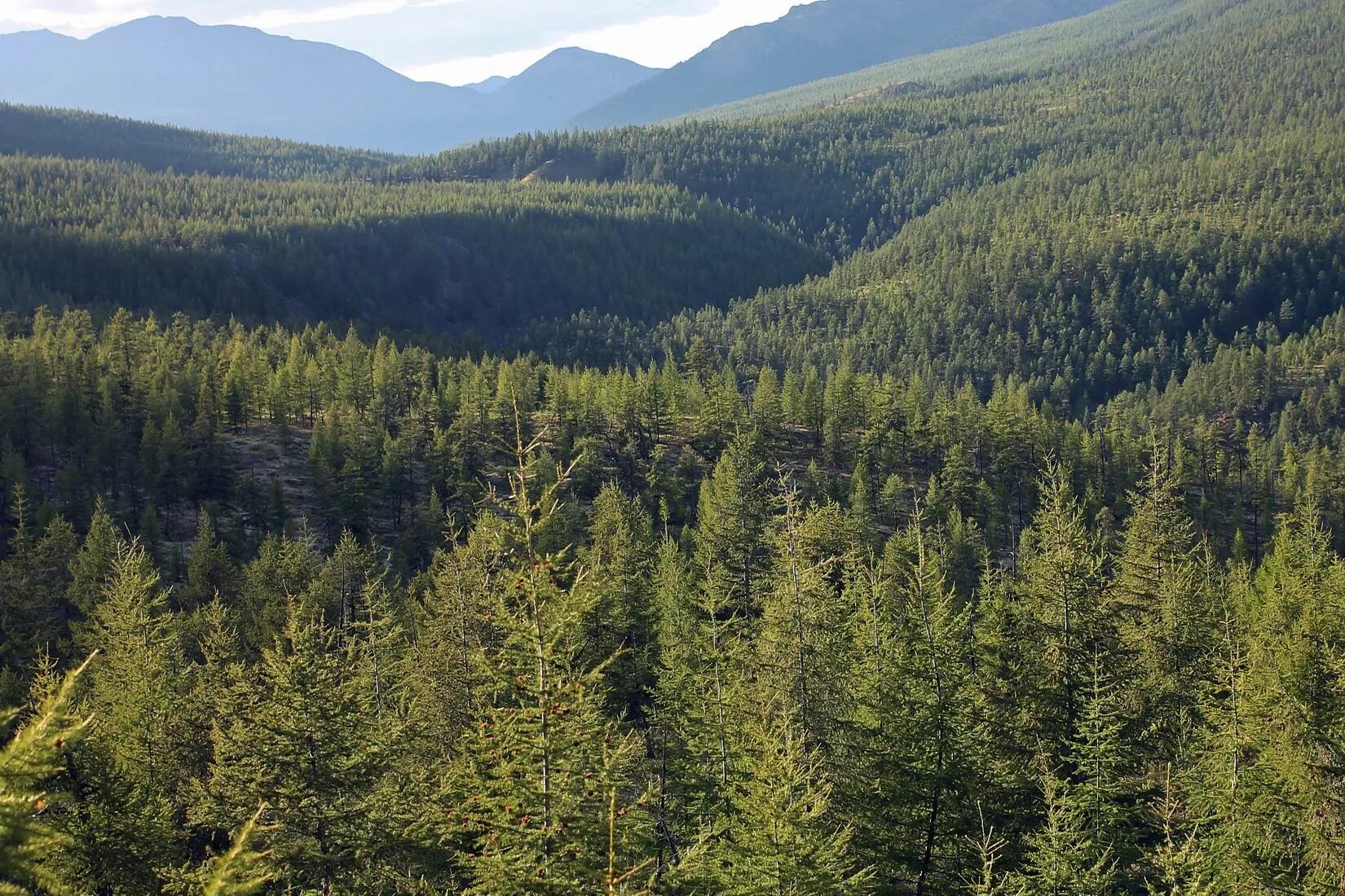 Пихтовый лес тайги. Лиственничная тайга восточной сибири. Смешанные (хвойно-широколиственные) леса китая. Светлоло хвойная тайга. Смешанные леса и широколиственные леса россии.