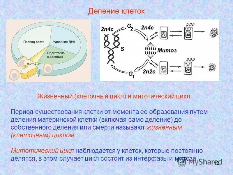 существование клеток