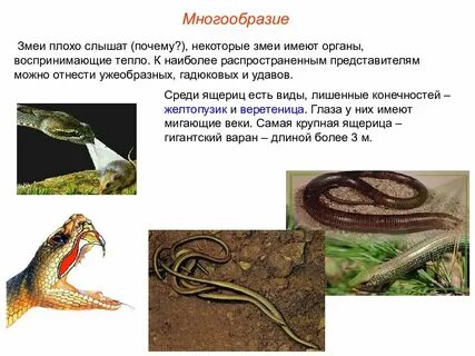 Змеи относятся к рептилиям
