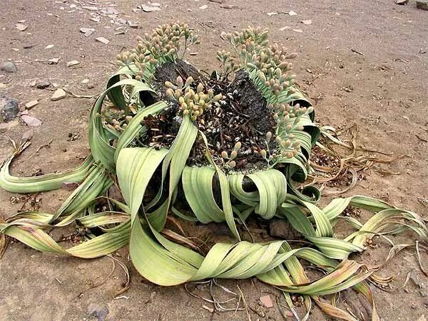 Knows that plants. Суккулент вельвичия. Welwitschia Mirabilis. Вельвичия в Африке. Вельвичия комнатное растение.