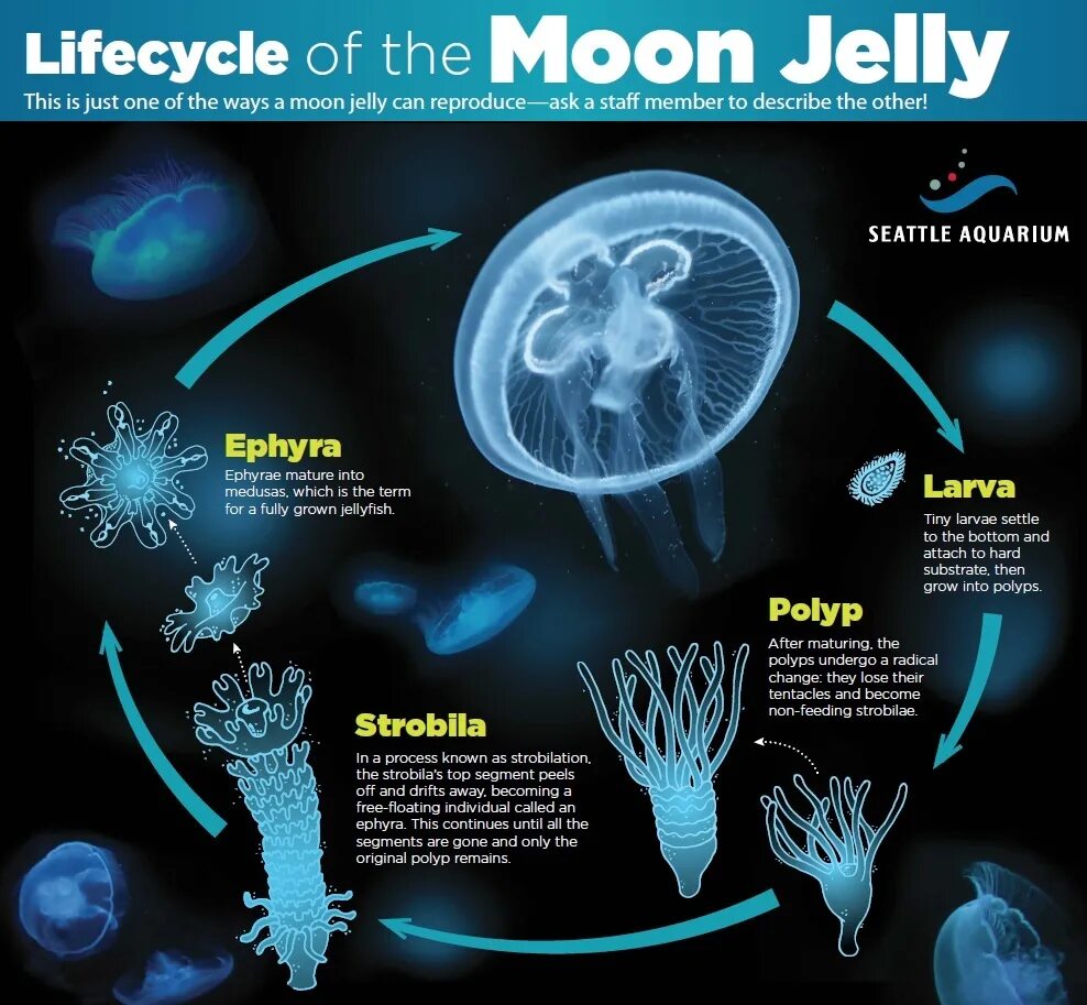Стадия жизненного цикла медузы. Размножение сцифоидных медуз. Цикл размножения медуз. Жизненный цикл полипа и медузы.