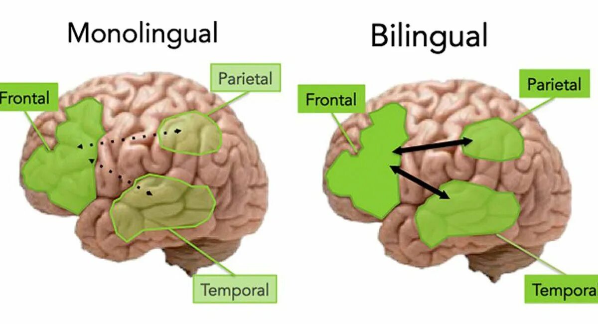 Brain languages. Мозг и иностранные языки. Мозг билингва. Изучение головного мозга. Влияние изучения английского на мозг.