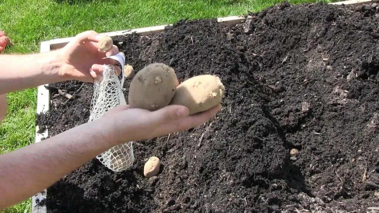 Сажаю картошку под зиму