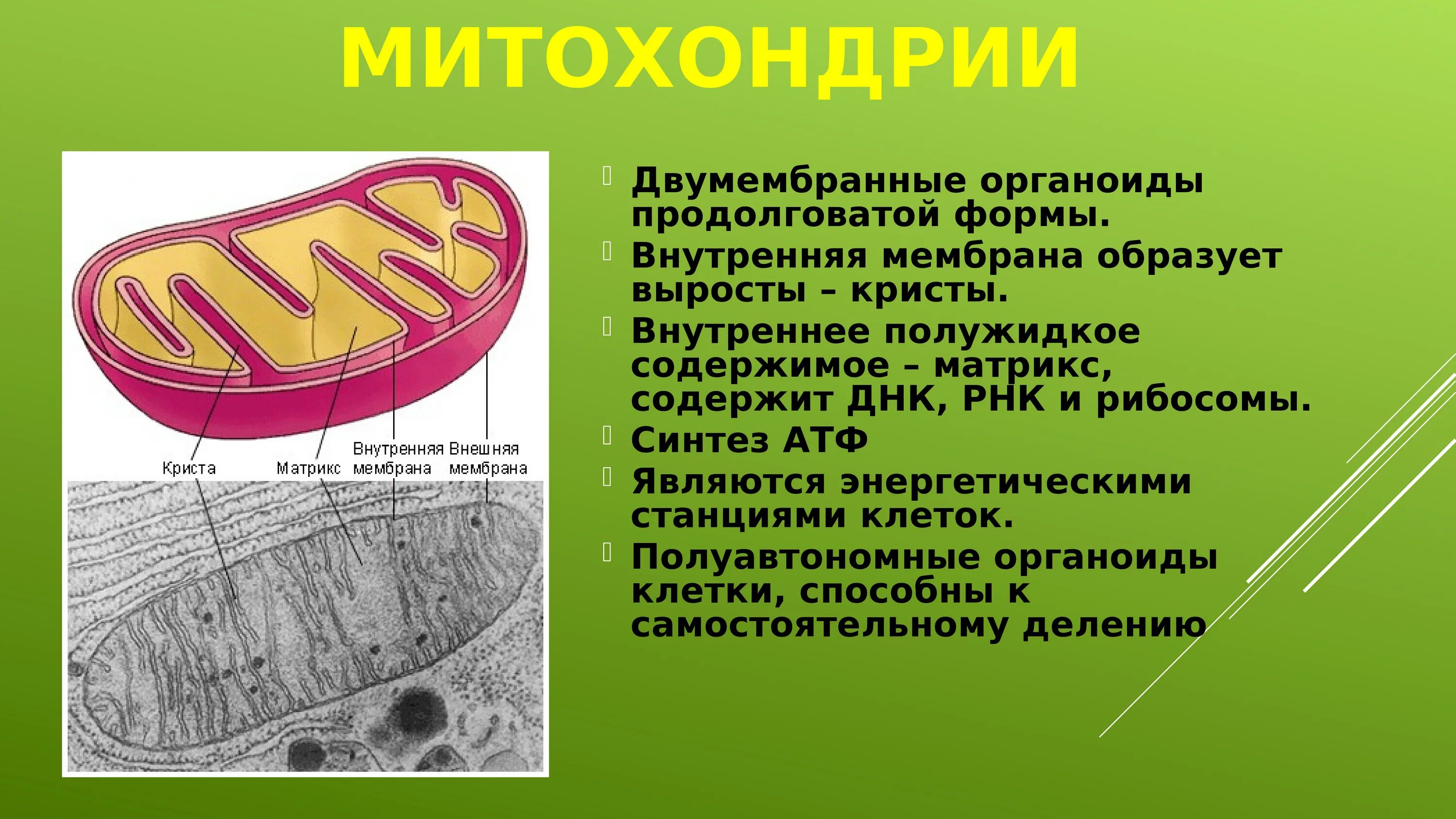 Митохондрии двухмембранный органоид. Внешняя и внутренняя мембрана митохондрий. Функции органоидов клетки митохондрии. Строение и функции митохондрии клетки.