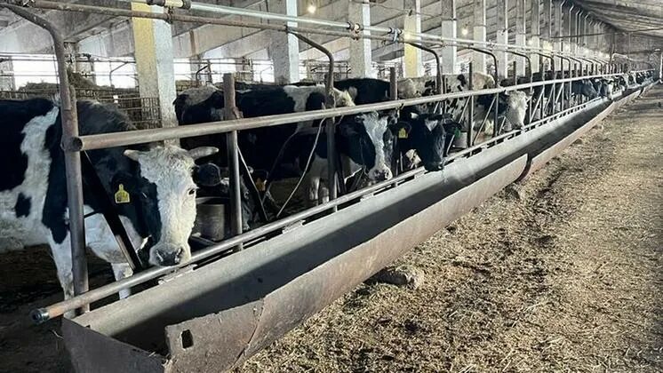 Крс новосибирская область. Пастбища крупного рогатого скота в бразилии. Племенное животноводство. Агрофирма победа нердва. Крс новосибирская область.