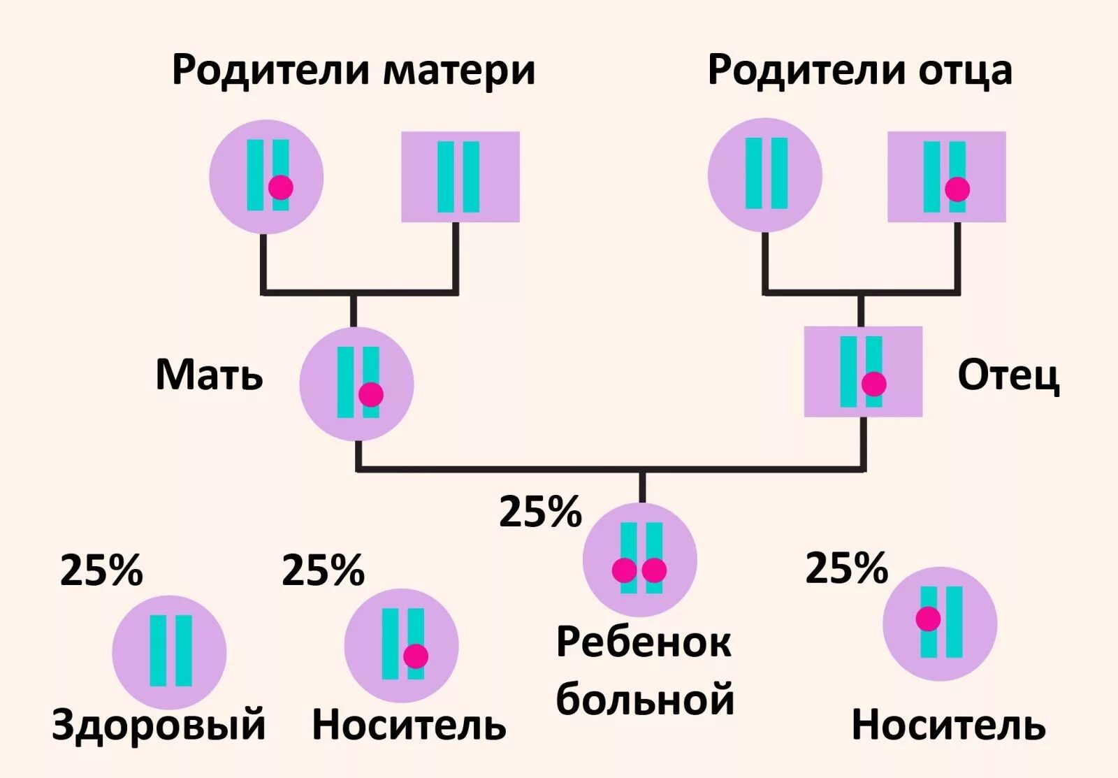 Мужа 2 рода. Галактоземия схема наследования. Аутосомно рецессивный Тип наследования галактоземии. Тип наследования болезни галактоземия. Галактоземия родословная схема.