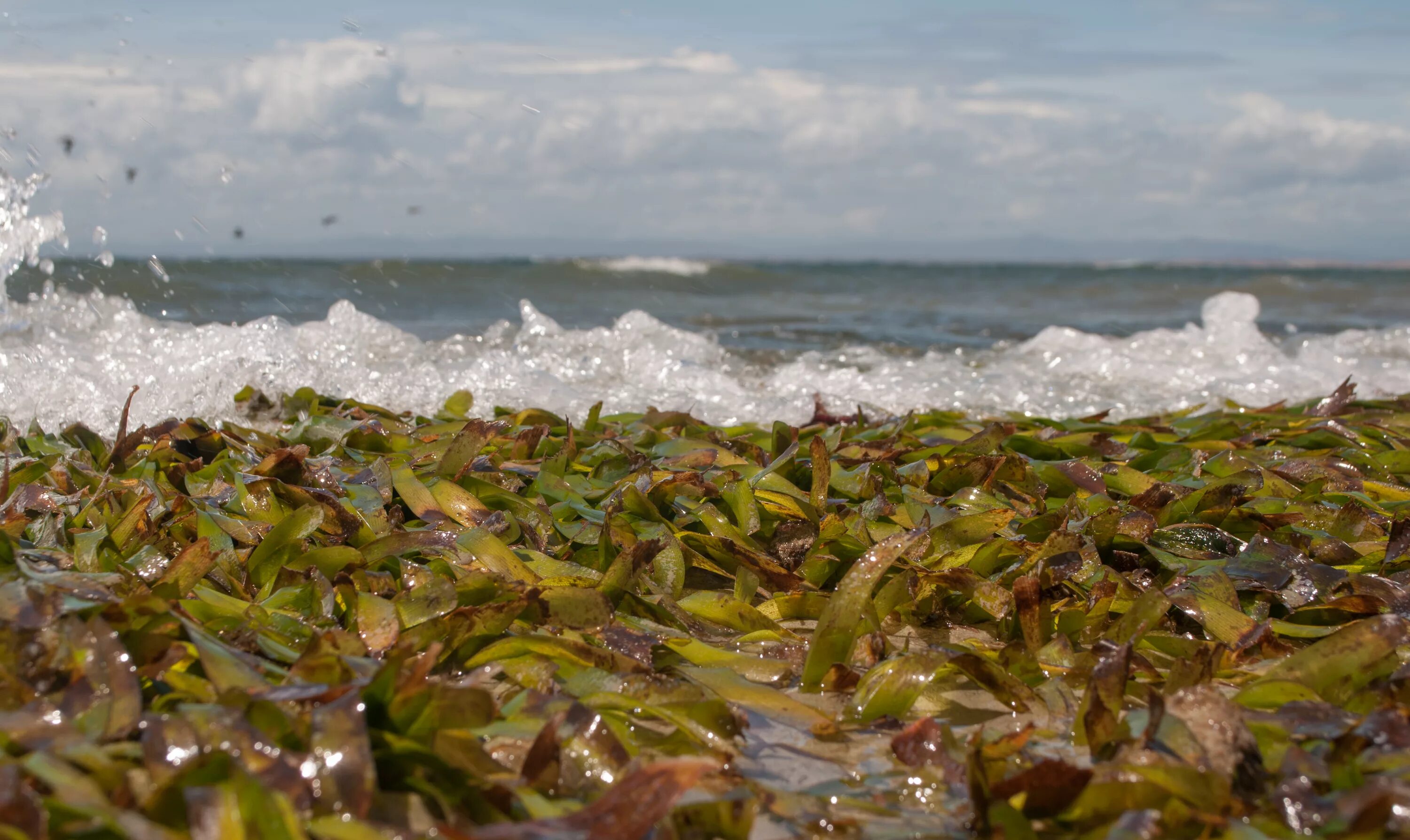 Thalassia testudinum. Thalassia hemprichii.