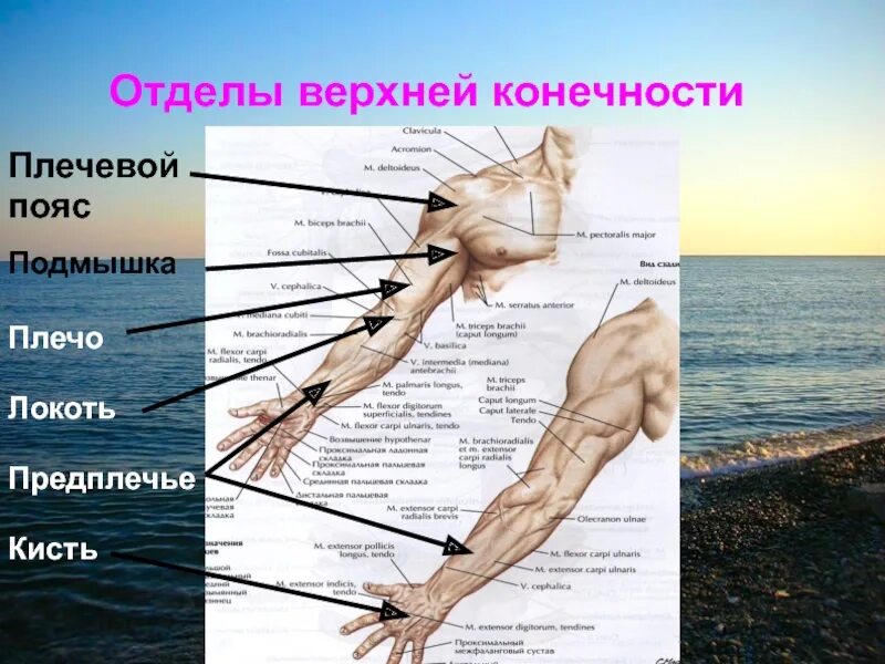 Отдел свободный. Отделы верхней конечности. Отделы плечевого пояса. Плечо предплечье плечевой пояс. Части плечевого пояса и свободной верхней конечности.