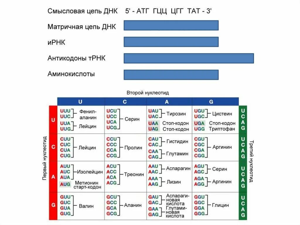 Смысловая и транскрибируемая цепь днк решение. Смысловая и транскрибируемая цепь ДНК. Матричная ДНК И смысловая. Смысловая и матричная цепь. Кодирующая и матричная цепь ДНК.