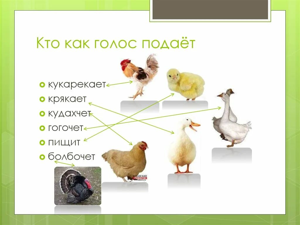 Домашние птицы. Презентация домашние птицы. Части домашних птиц. Домашние птицы презентация для детей.