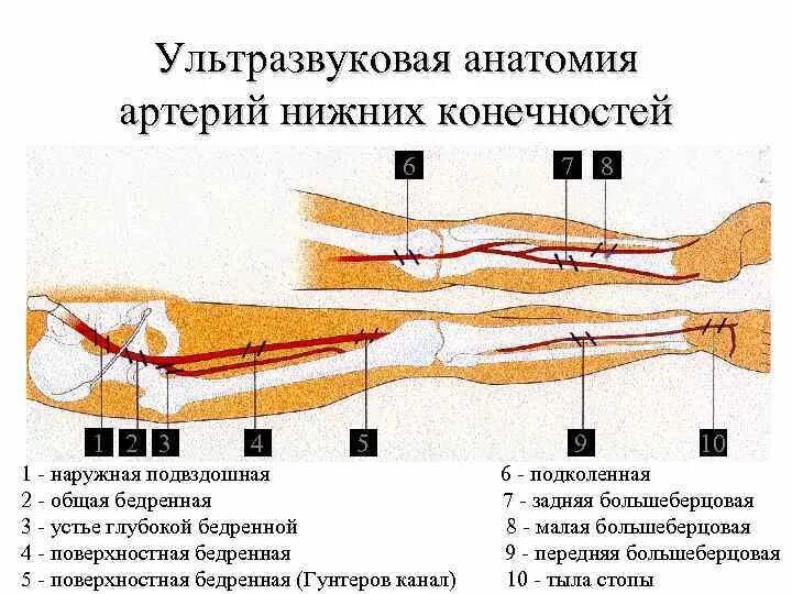 Как называется узи вен. Норма ультразвуковых исследований артерий нижних конечностей. Артерий нижних конечностей схема для УЗИ. УЗИ сосудов конечностей расшифровка. УЗИ артерии и вены нижних конечностей.