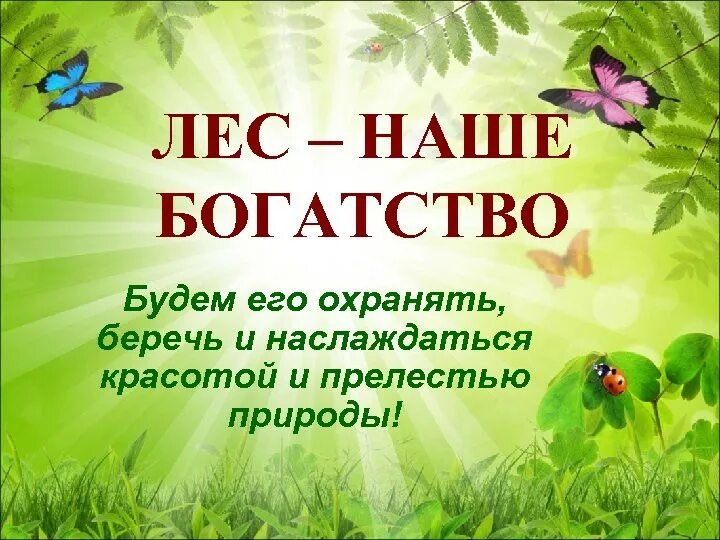 лес-наше богатство презентация. береги лес наше богатство. классный час леса. лес для презентации. надпись лес наше богатство.
