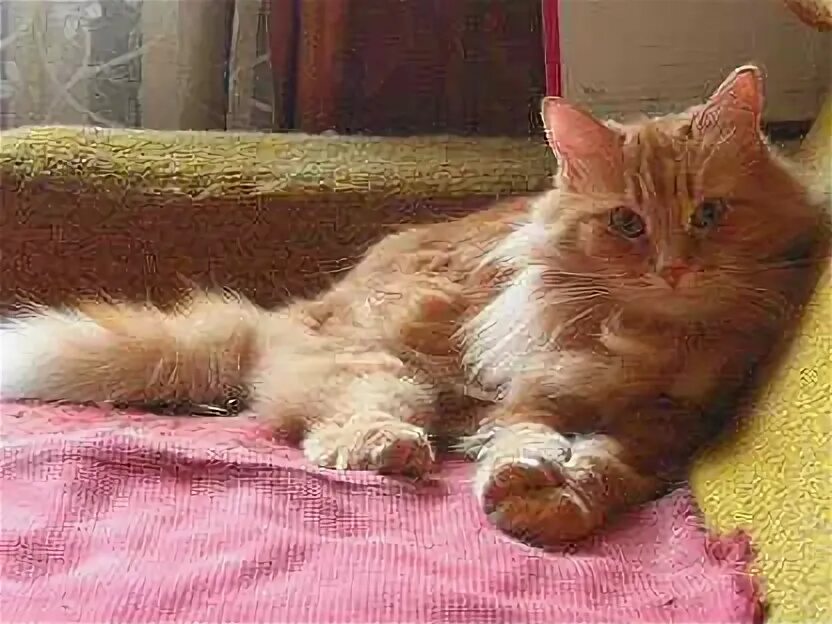 Авито иваново кошки. Авито альметьевск котята в добрые руки. Котенок иваново. Авито иваново кошки. Котята даром иваново.