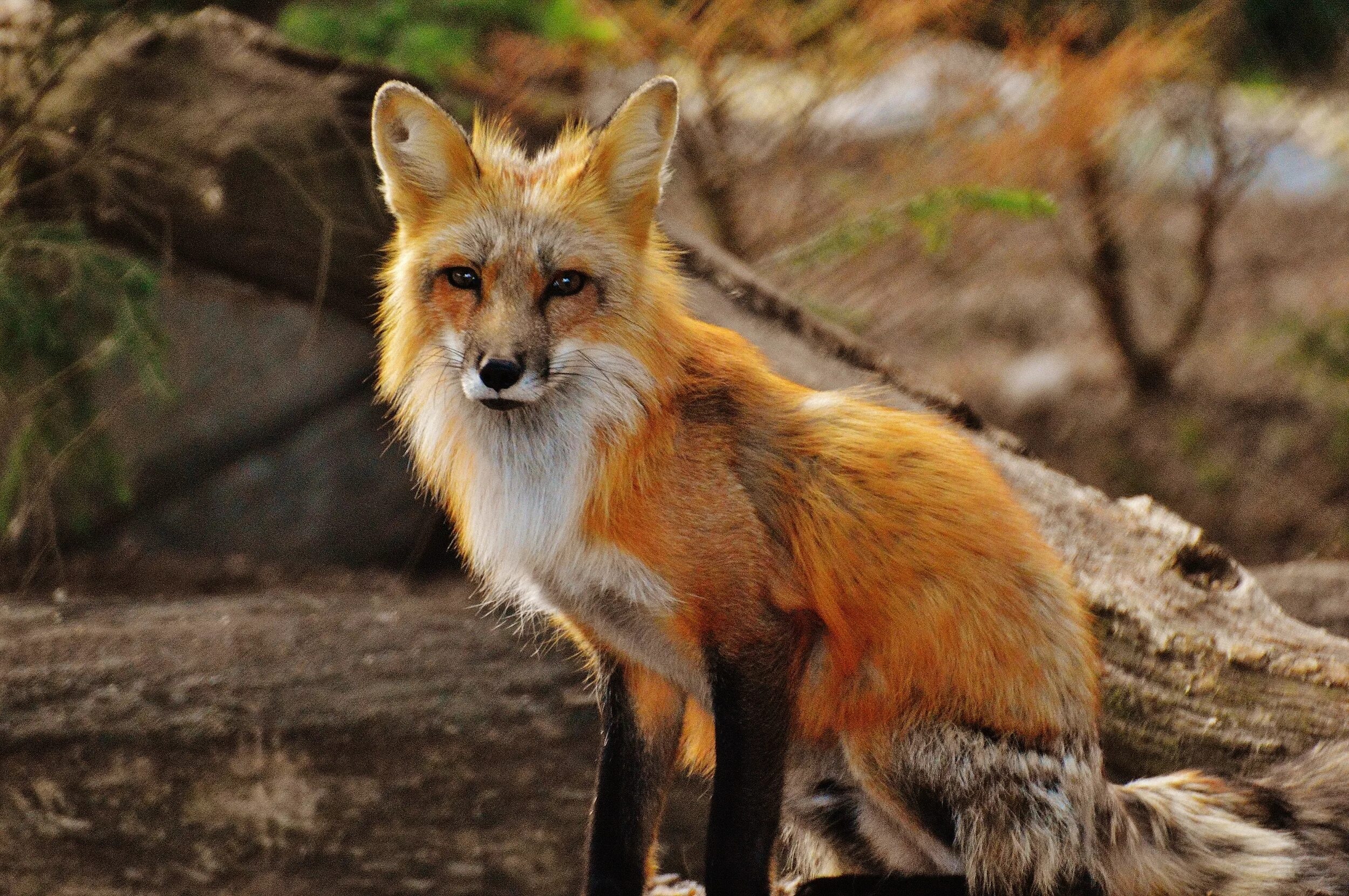 Дикие животные. Дикие звери. Лисы. Дикие звери в природе. Fox wild