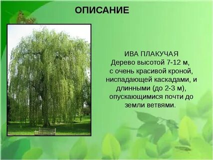Льстивые ивы и травы поклонные средство выразительности