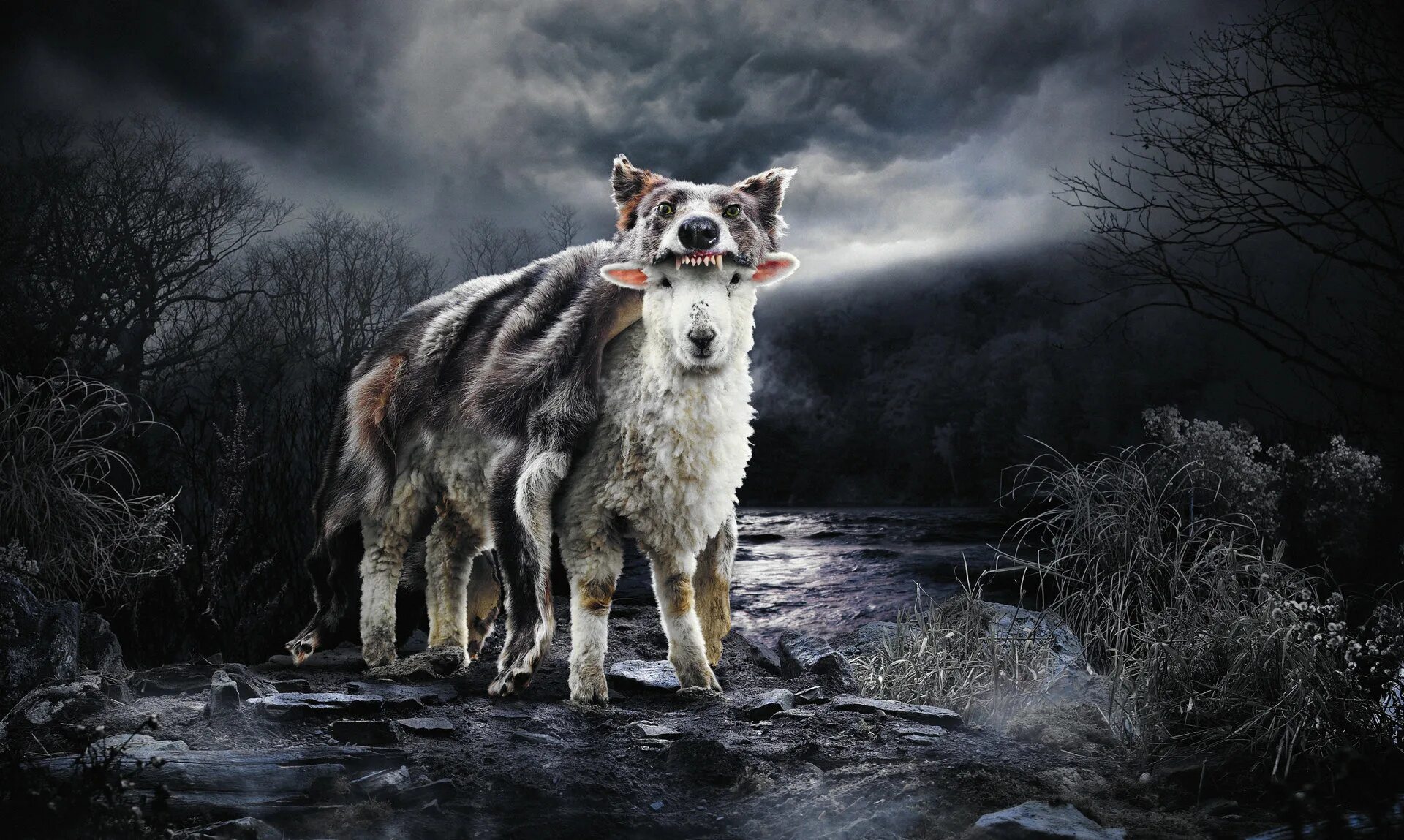 волк и баран. овечка в волчьей. волков овечьей шкуре. волк в овечьей шкуре овца в волчьей шкуре. овечка в волчьей.